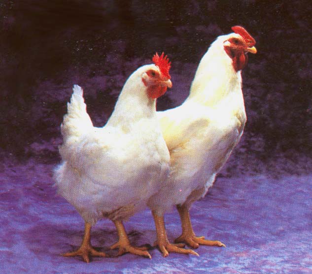 Beternak Ayam  Potong Ayam  Putih Ayam  Pedaging Dunia 